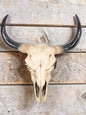 "Born Free" resin cow skull wall hanger, rustic western wall decor, plain white finish